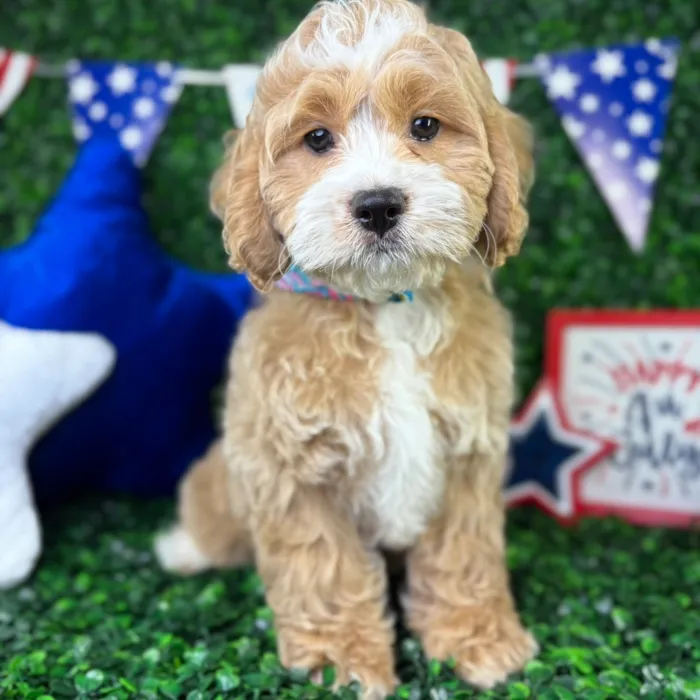 Male Cockapoo puppy named Bernie for sale at Puppy Dreams - North Richland Hills.