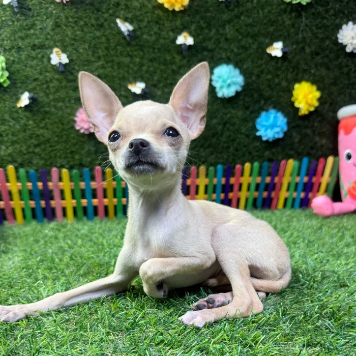 Female Chihuahua puppy named Rosie for sale at Puppy Dreams - Carrollton.