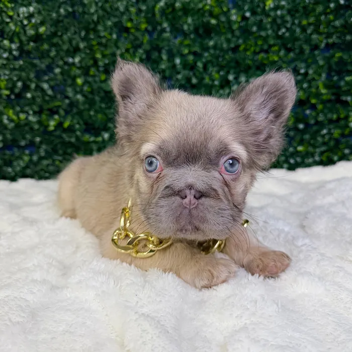 Male Fluffy French Bulldog puppy named Storm for sale at Puppy Dreams - Garland.