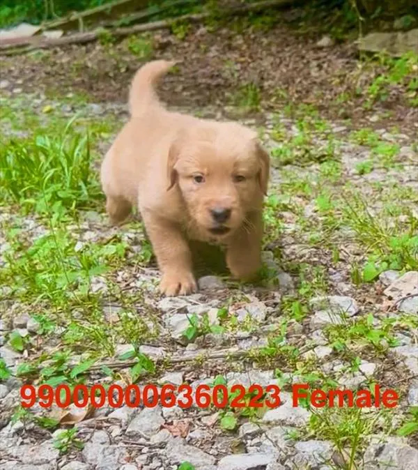 Female Golden Retriever puppy for sale at Puppy Dreams - Arlington.