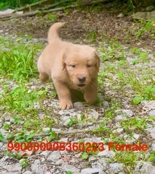 Female Golden Retriever puppy for sale at Puppy Dreams - Arlington.