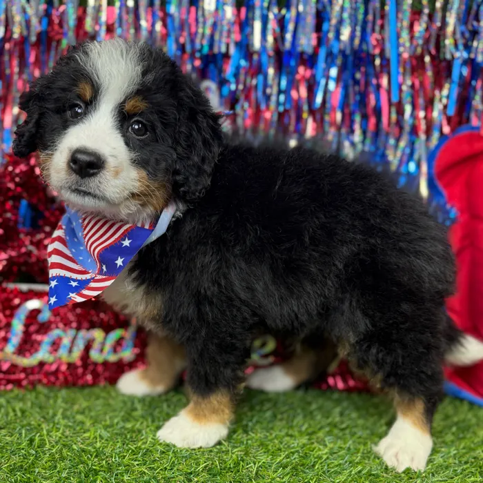 Male Bernedoodle puppy named Fuzz Ball for sale at Puppy Dreams - Arlington.