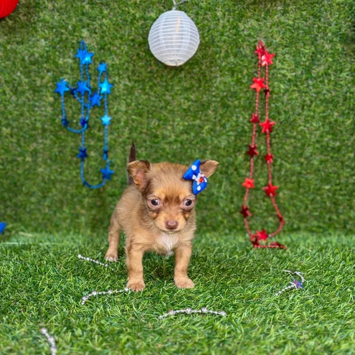 Female Chihuahua puppy named Billie for sale at Puppy Dreams - Arlington.