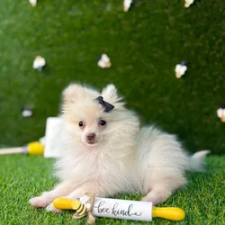 car_main_img_/media/ap_media/pets/MVQPQDZTGZDD121568.webp.250x250_q85.webp