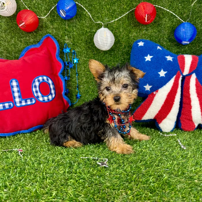 Male Silky Terrier puppy named Spoeck for sale at Puppy Dreams - Arlington.