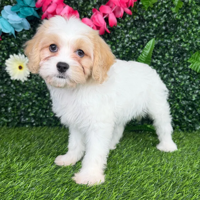Female Cavachon puppy named Norway for sale at Puppy Dreams - Denton.