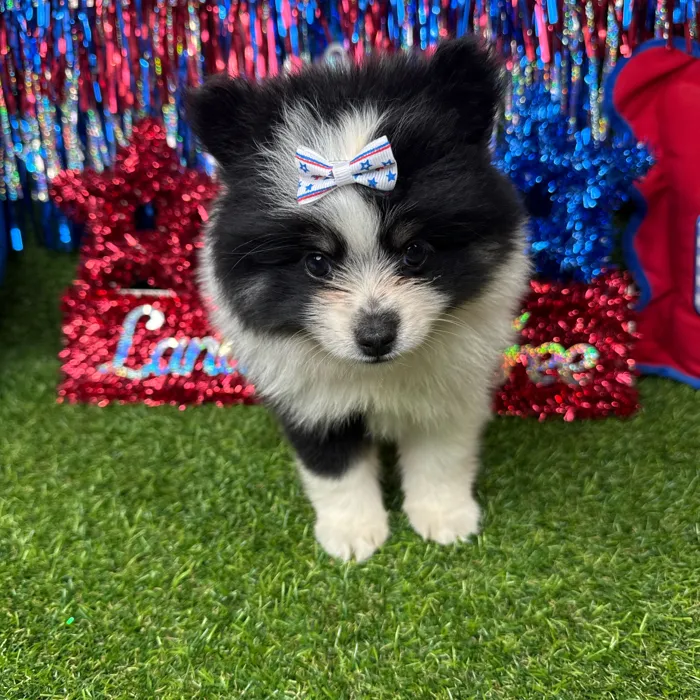 Female Pomsky puppy named Diggy for sale at Puppy Dreams - Arlington.
