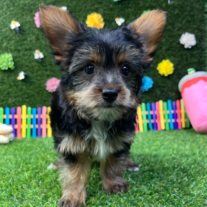 Male Yorkie puppy named Milo for sale at Puppy Dreams - Carrollton.