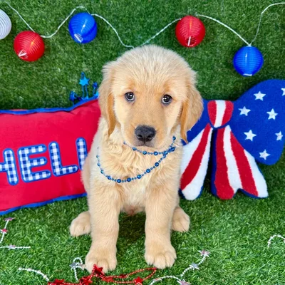 Male Golden Retriever puppy named Elf for sale at Puppy Dreams - Arlington.