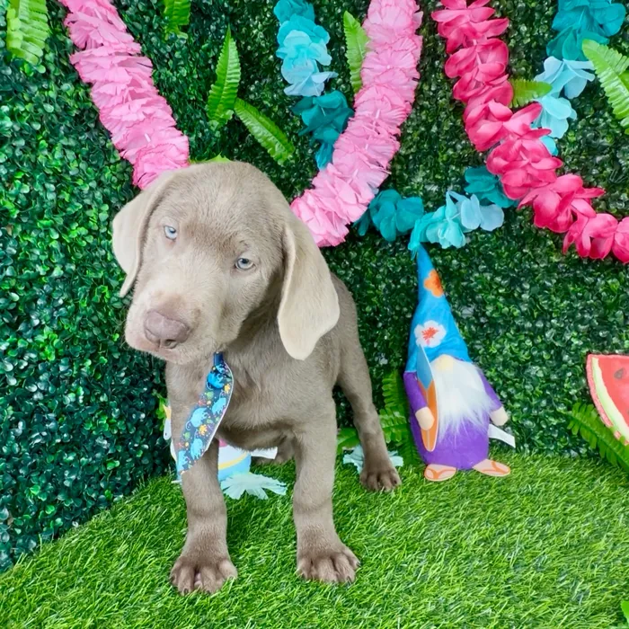 Male Labrador Retriever puppy named Trex for sale at Puppy Dreams - Denton.