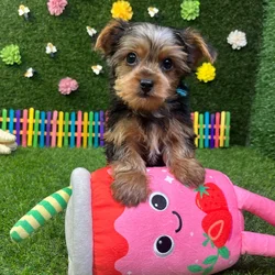 car_main_img_/media/ap_media/pets/NBRKJWNMYCGS387680.webp.250x250_q85.webp