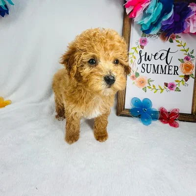 Female Mini Goldendoodle puppy named *Artemis* for sale at Puppy Dreams - Mansfield.