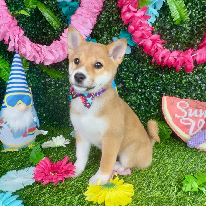 Male Shiba Inu puppy named Meerkat for sale at Puppy Dreams - Denton.