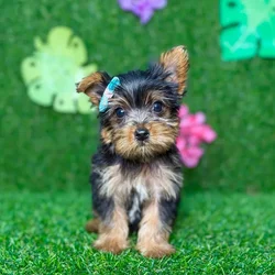 car_main_img_/media/ap_media/pets/NDPXDDQBXRWW134341.webp.250x250_q85.webp