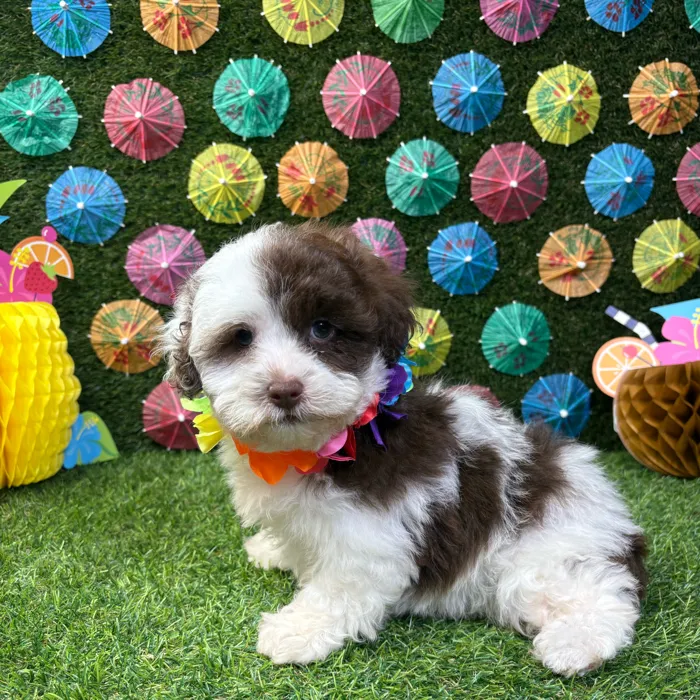 Female Shipoo puppy named Summer for sale at Puppy Dreams - Carrollton.