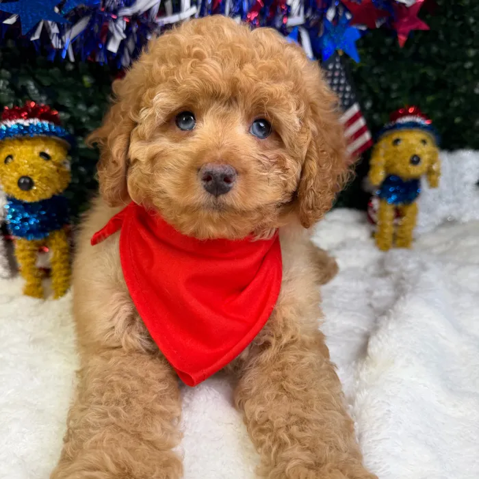 Male Cockapoo puppy named Bruno for sale at Puppy Dreams - Garland.