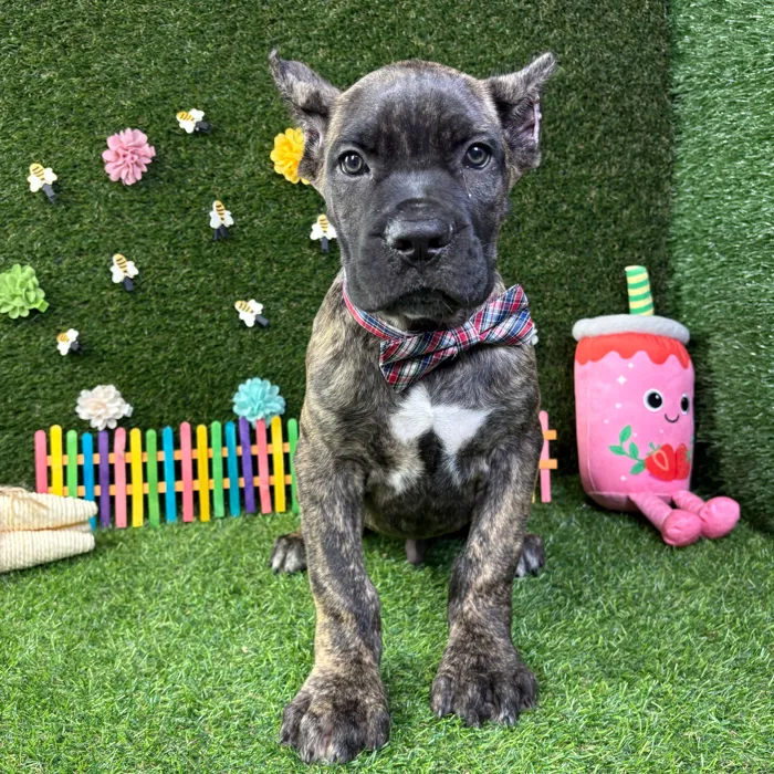 Male Cane Corso puppy named Tank for sale at Puppy Dreams - Carrollton.