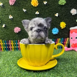 Male Fluffy French Bulldog puppy named Bear for sale at Puppy Dreams - Carrollton.