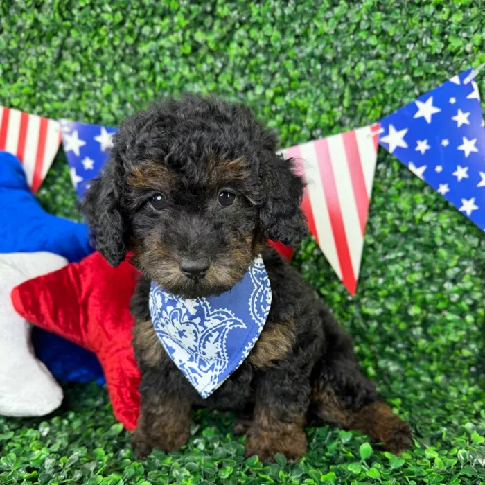 Male Mini Poodle puppy named Finn for sale at Puppy Dreams - North Richland Hills.