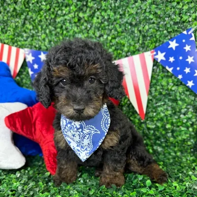 Male Mini Poodle puppy named Finn for sale at Puppy Dreams - North Richland Hills.