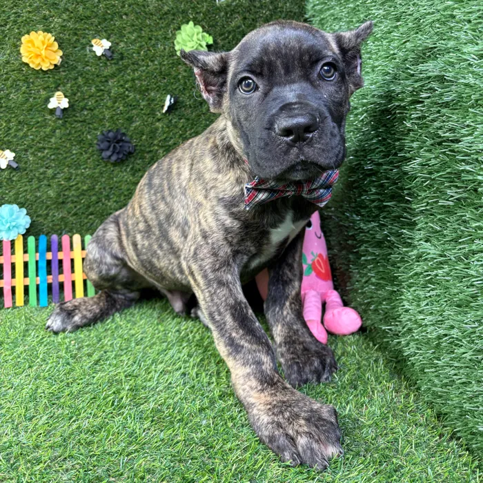 Male Cane Corso puppy named Tank for sale at Puppy Dreams - Carrollton.
