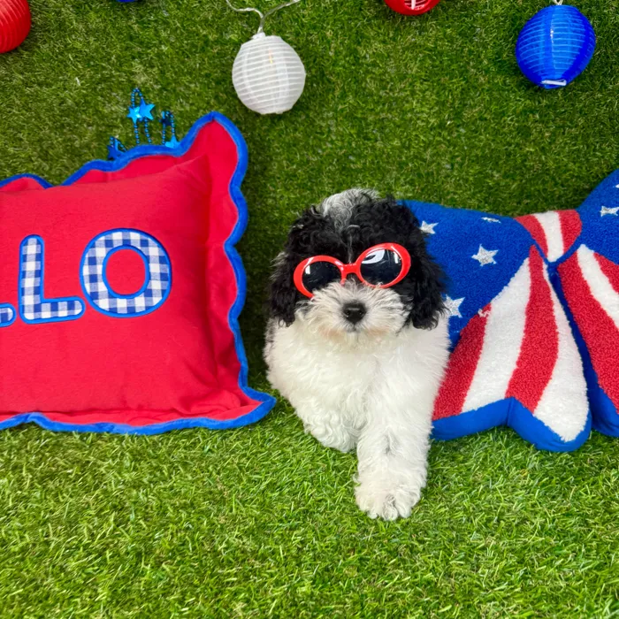 Male Mini Poodle puppy named Furrari for sale at Puppy Dreams - Arlington.