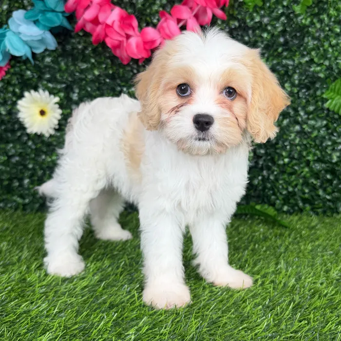 Female Cavachon puppy named Norway for sale at Puppy Dreams - Denton.