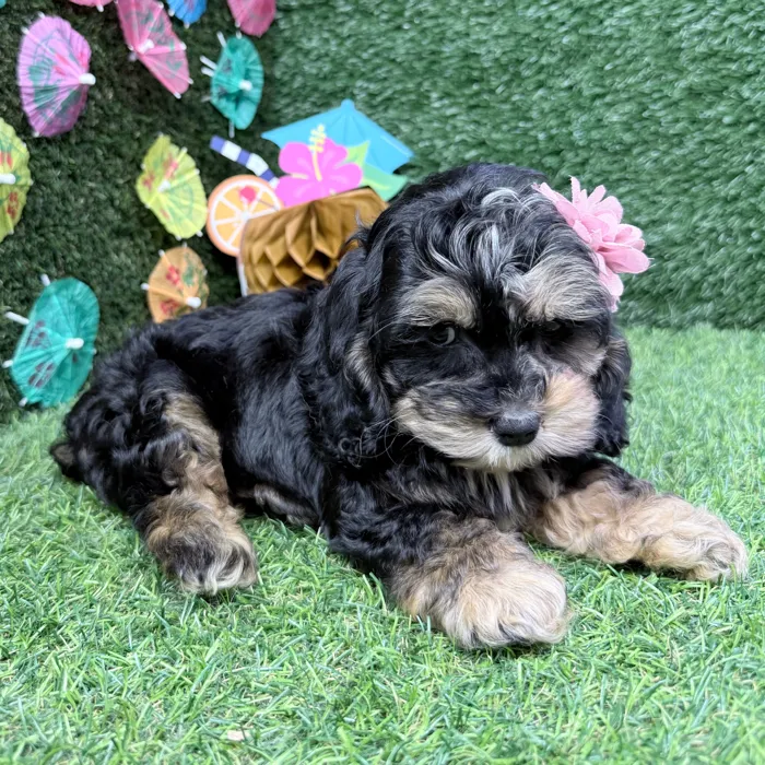 Female Cockapoo puppy named Bonnie for sale at Puppy Dreams - Carrollton.