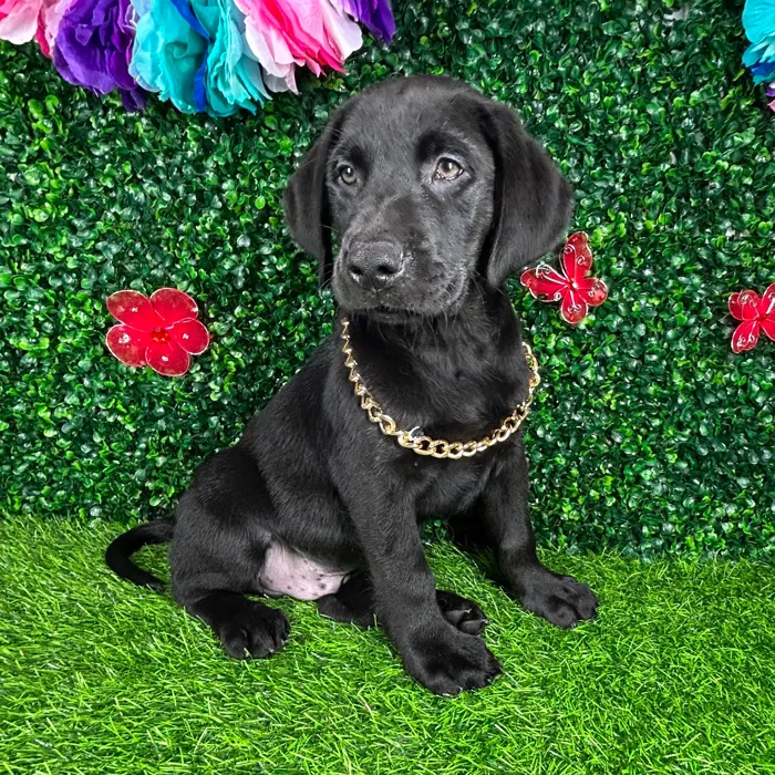 Male Labrador Retriever puppy named *Panther* for sale at Puppy Dreams - Mansfield.