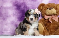 Female Bernedoodle Mini puppy for sale at Puppy Dreams - Arlington.