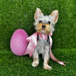 car_main_img_/media/ap_media/pets/NKIZGPYSTICM120659.webp.250x250_q85.webp