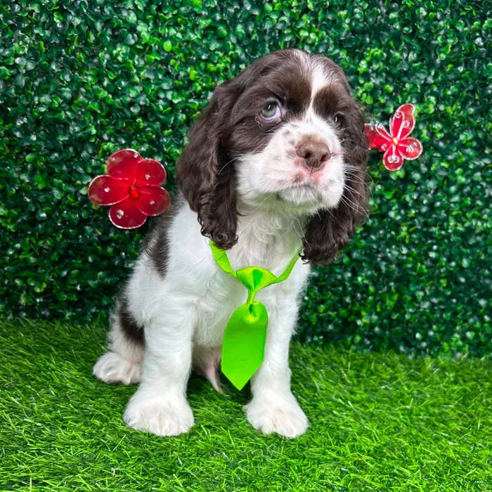 Male Cocker Spaniel puppy named *Charles* for sale at Puppy Dreams - Mansfield.