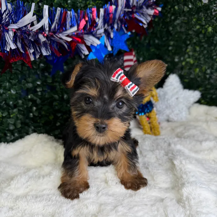 Female Silky Terrier puppy named Mochi for sale at Puppy Dreams - Garland.