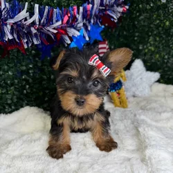 Female Silky Terrier puppy named Mochi for sale at Puppy Dreams - Garland.