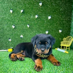 car_main_img_/media/ap_media/pets/NOPIHXKSBWDU119431.webp.250x250_q85.webp