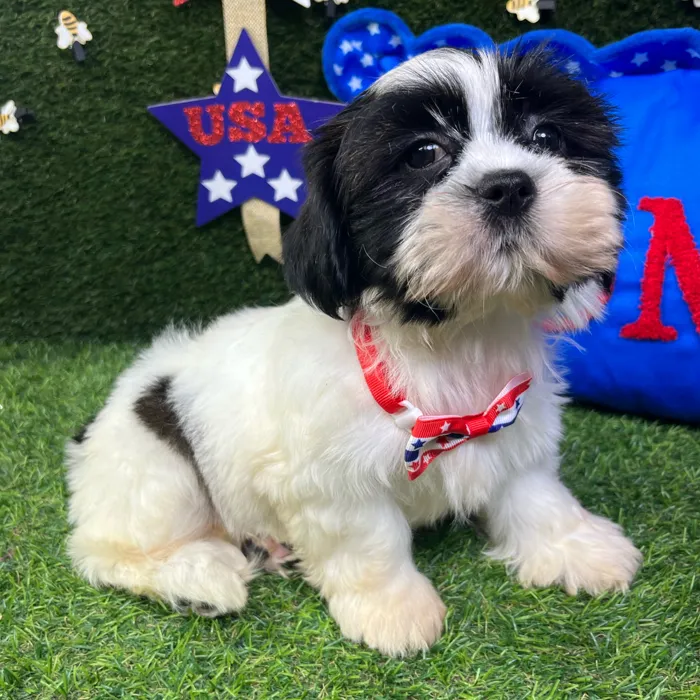 Male Shorkie puppy named Dale for sale at Puppy Dreams - Carrollton.