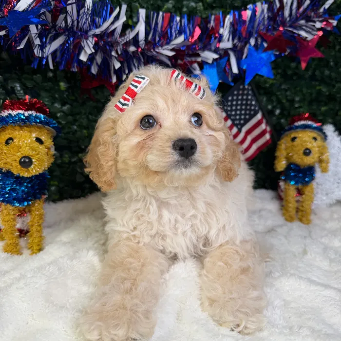 Female Cockapoo puppy named Star for sale at Puppy Dreams - Garland.