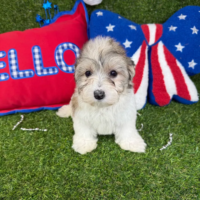Female Morkie puppy named Uni for sale at Puppy Dreams - Arlington.