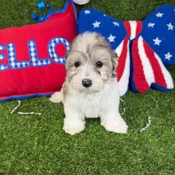 Female Morkie puppy named Uni for sale at Puppy Dreams - Arlington.