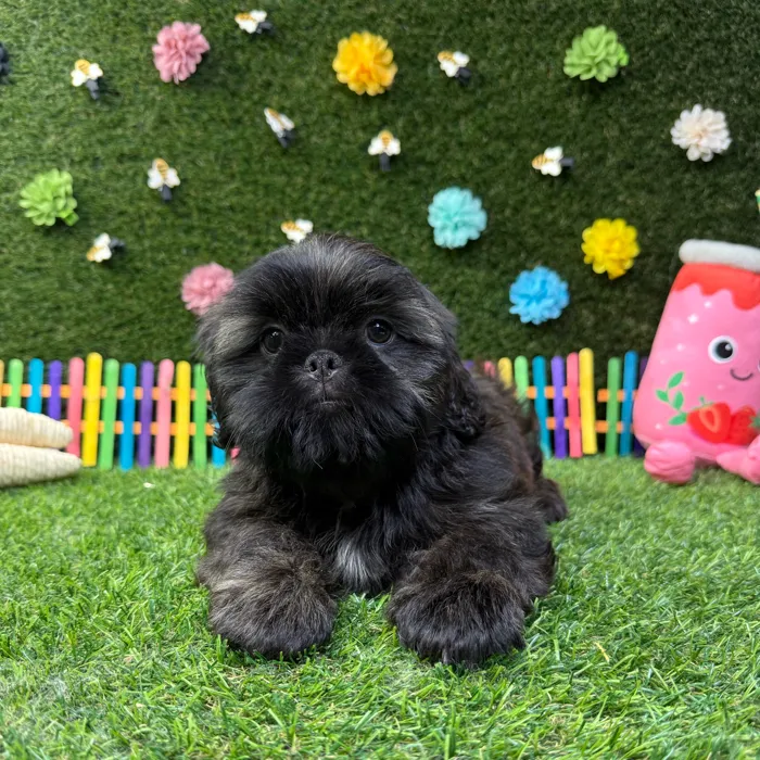 Male Shih Tzu puppy named Chewie for sale at Puppy Dreams - Carrollton.