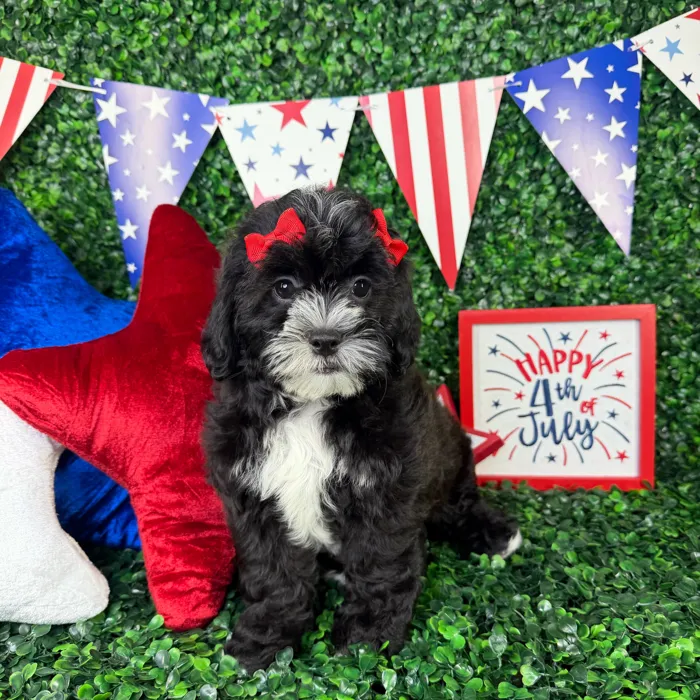 Female Shipoo puppy named Molly for sale at Puppy Dreams - North Richland Hills.