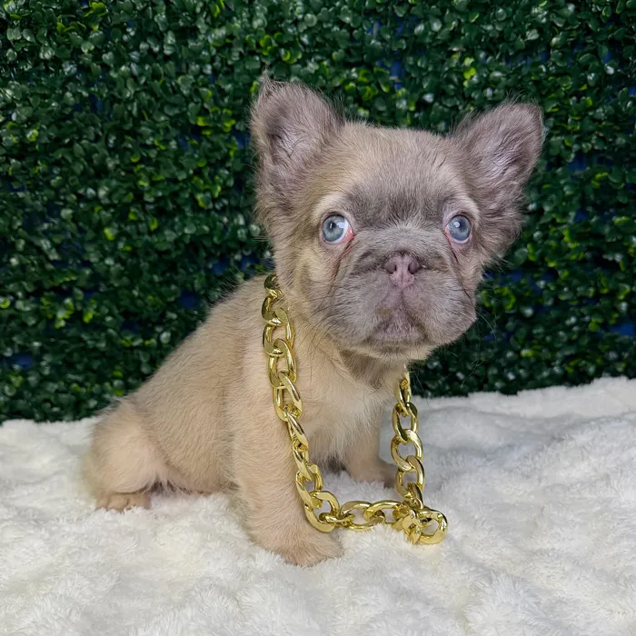 Male Fluffy French Bulldog puppy named Storm for sale at Puppy Dreams - Garland.
