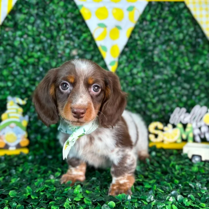 Male Dachshund puppy named Max for sale at Puppy Dreams - North Richland Hills.