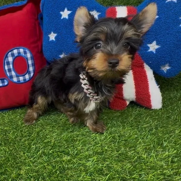 Female Yorkie puppy named Augie for sale at Puppy Dreams - Arlington.