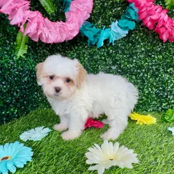 Female Teddy Bear puppy named Ragdoll for sale at Puppy Dreams - Denton.