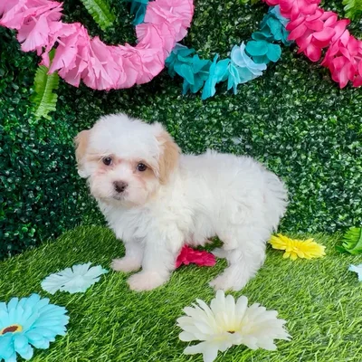 Female Teddy Bear puppy named Confetti for sale at Puppy Dreams - Denton.