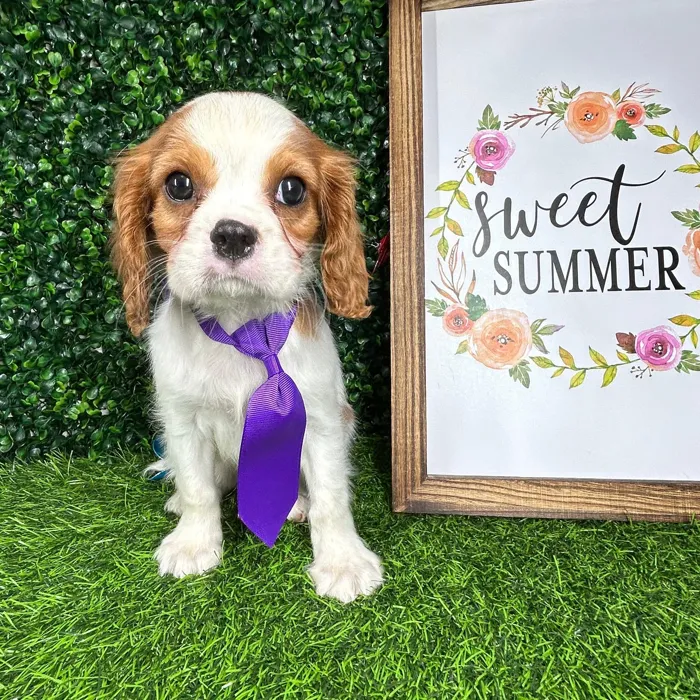 Male Cavalier King Charles Spaniel puppy named *Mansfield* for sale at Puppy Dreams - Mansfield.