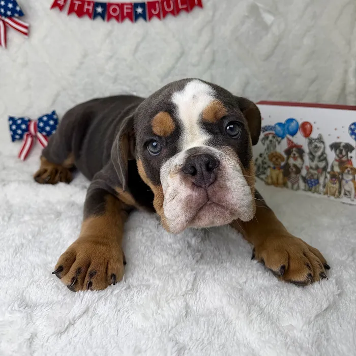 Male English Bulldog puppy named Bruno for sale at Puppy Dreams - Garland.