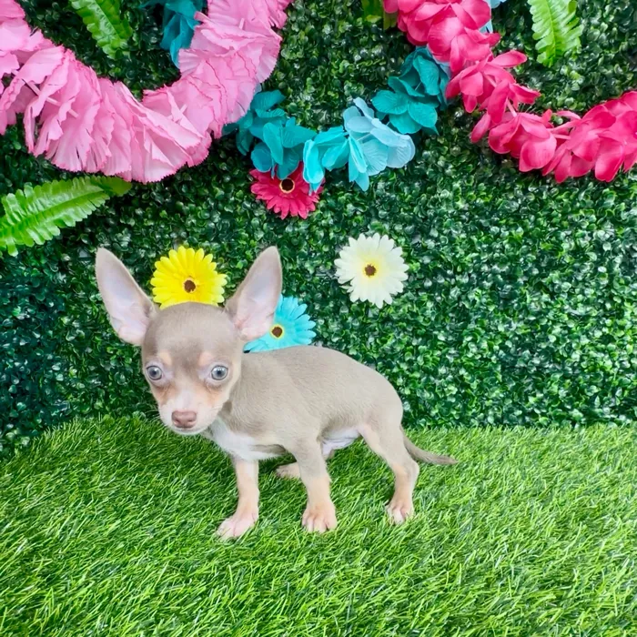 Male Chihuahua puppy named Filet-O-Fish for sale at Puppy Dreams - Denton.