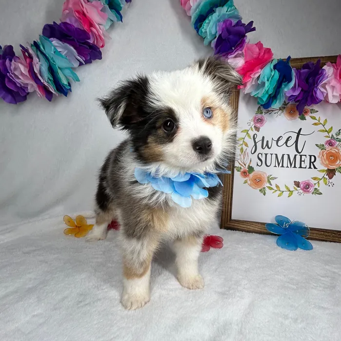 Female Mini Aussie puppy named *Hestia* for sale at Puppy Dreams - Mansfield.